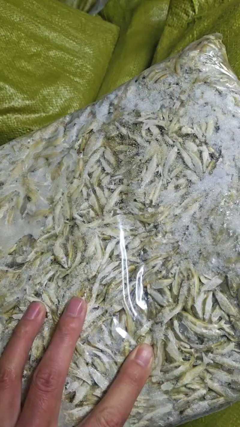麦穗鱼规格齐全质量保证诚信经营欢迎咨询