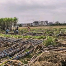 《实力》广西特产黑皮甘蔗大量上市，田头看货也视频看货议价