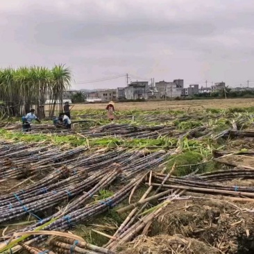 《实力》广西特产黑皮甘蔗大量上市,田头看货也视频看货议价