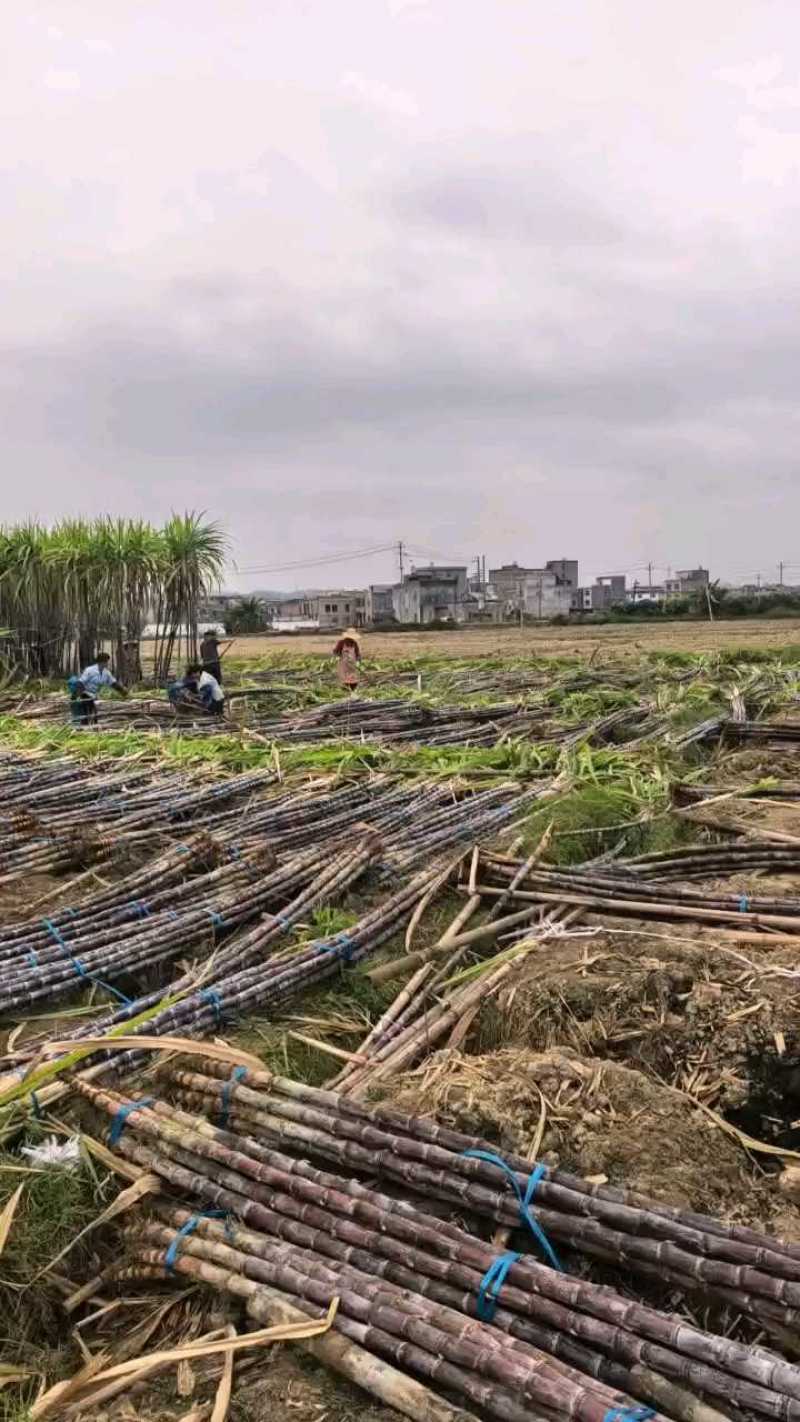 《实力》广西特产黑皮甘蔗大量上市，田头看货也视频看货议价
