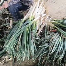 精品山东铁杆大葱货源充足/铁杆大葱一手货源欢迎电话联系