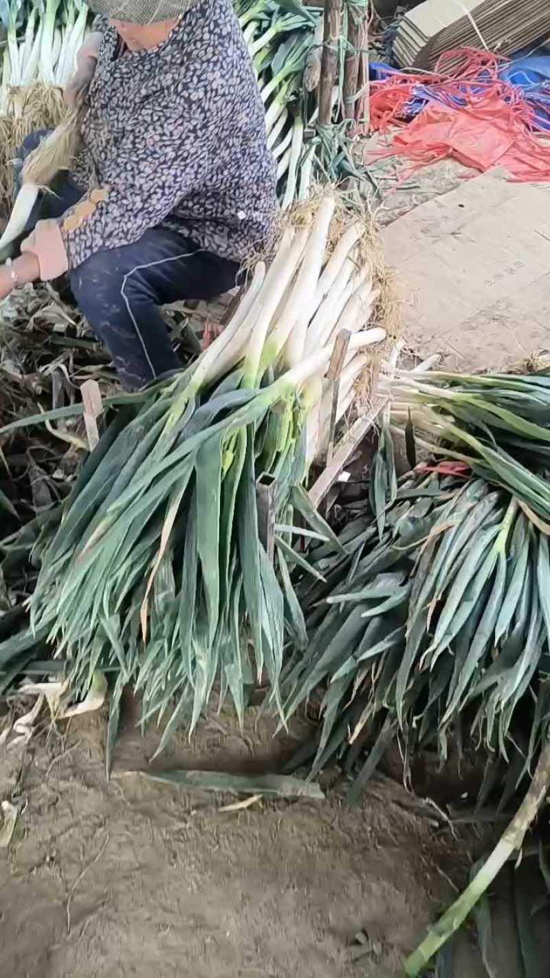 精品山东铁杆大葱货源充足/铁杆大葱一手货源欢迎电话联系