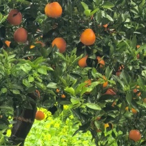 湖北秭归伦晚中华红血橙产地果园看货现场釆果支持视频看货！