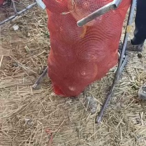 板栗南瓜，广西坡地新鲜板栗南瓜大量上市，八成老熟，各种规