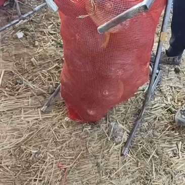 板栗南瓜，广西坡地新鲜板栗南瓜大量上市，八成老熟，各种规