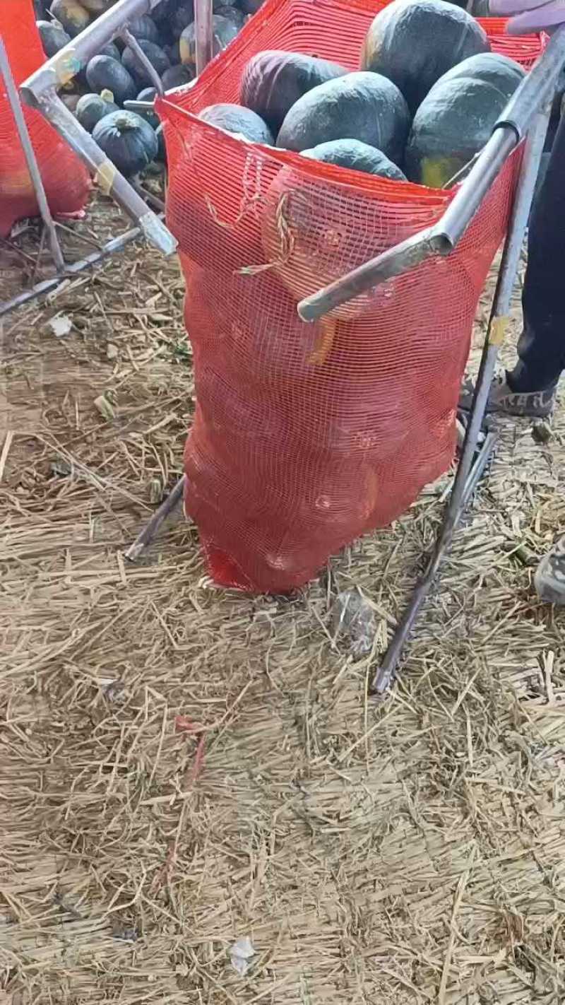 板栗南瓜，广西坡地新鲜板栗南瓜大量上市，八成老熟，各种规