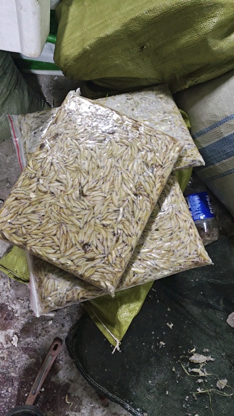 小麦穗鱼2-3公分麦穗鱼