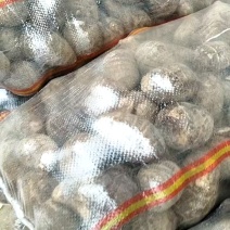 芋头8520.豆包，工人分捡大中小各种规格，好通货都有。