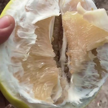 [实力供应]福建平和.（正宗琯溪蜜柚）白肉蜜柚