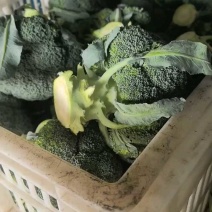 【诚信经营】美青西兰花-规格齐全-量大价格优惠-可视频看