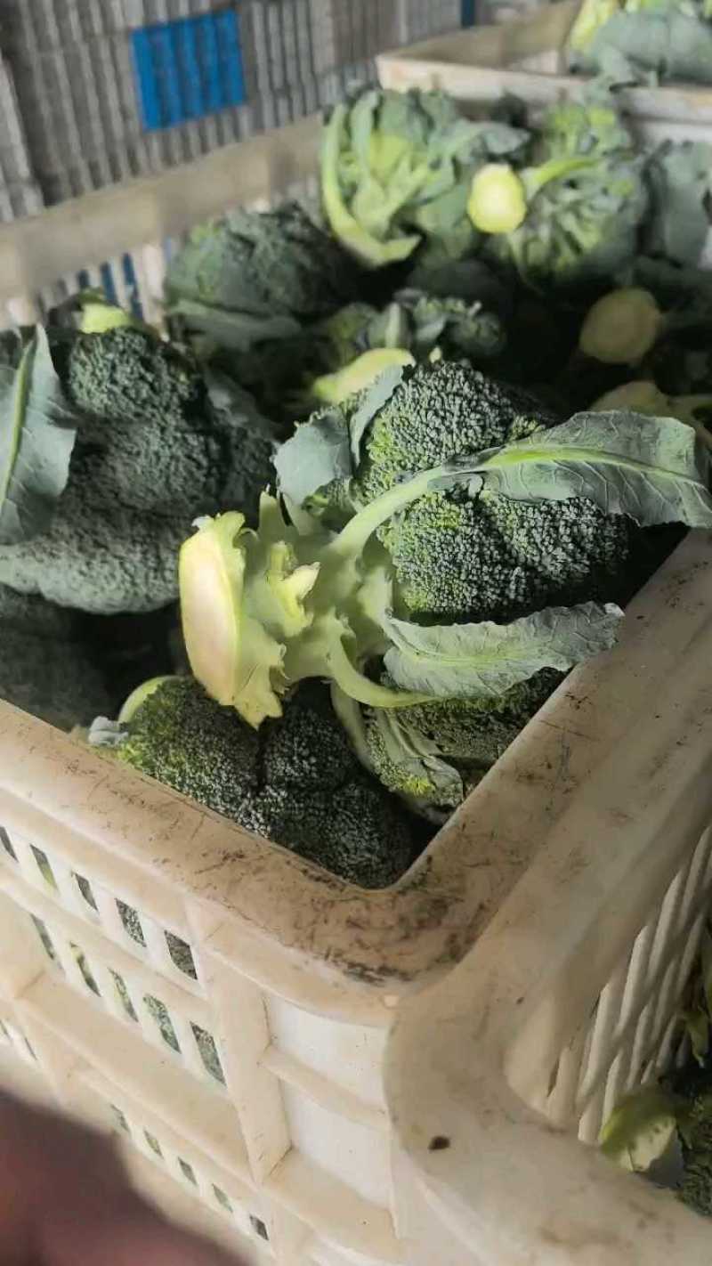 【诚信经营】美青西兰花-规格齐全-量大价格优惠-可视频看