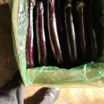 大条茄子上货，条大亮泽货量足。