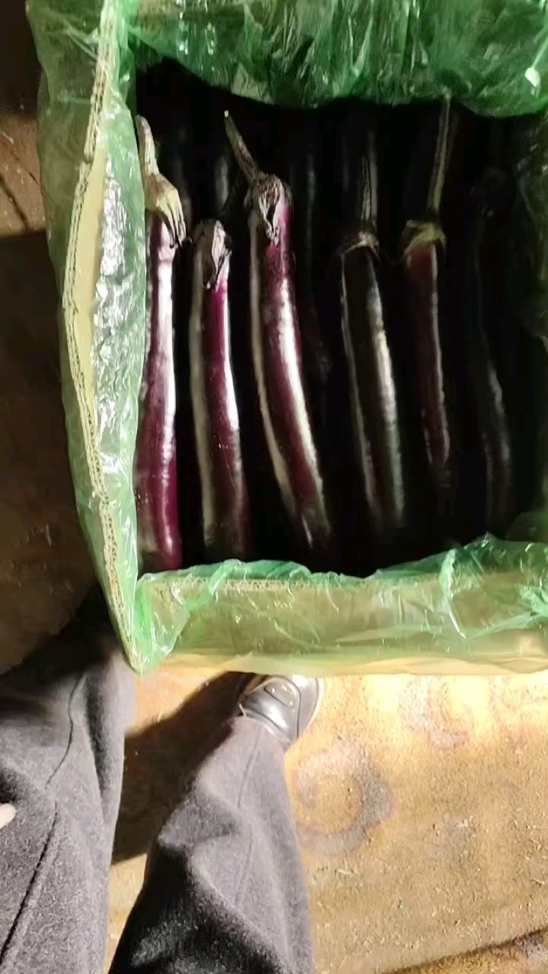 大条茄子上货，条大亮泽货量足。