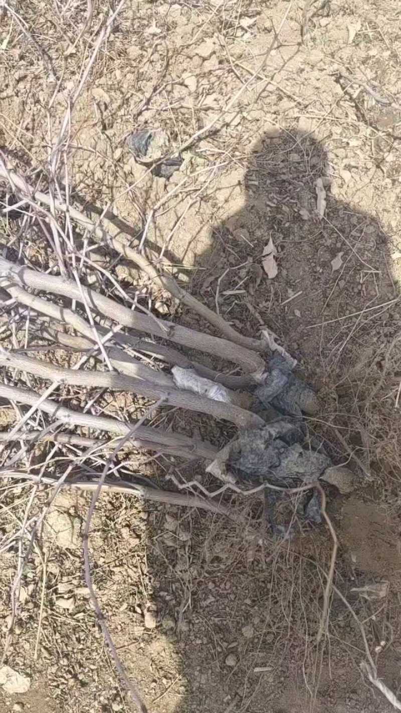精品新品种三代冬枣树苗，口感脆甜皮薄，产量三至五千斤左右