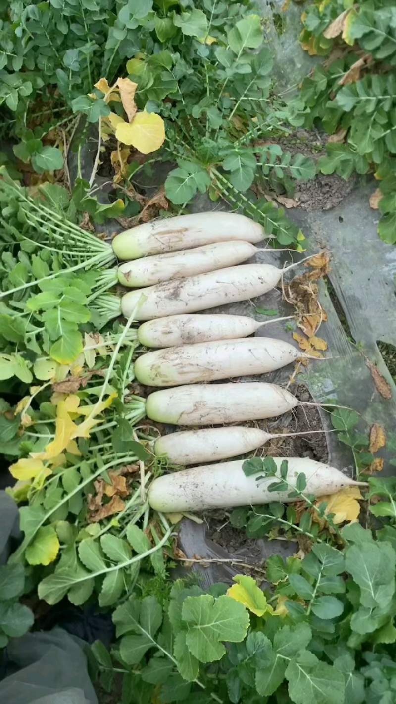 白萝卜五一后大量上市，水洗打冷货，电商，加工厂萝卜，等