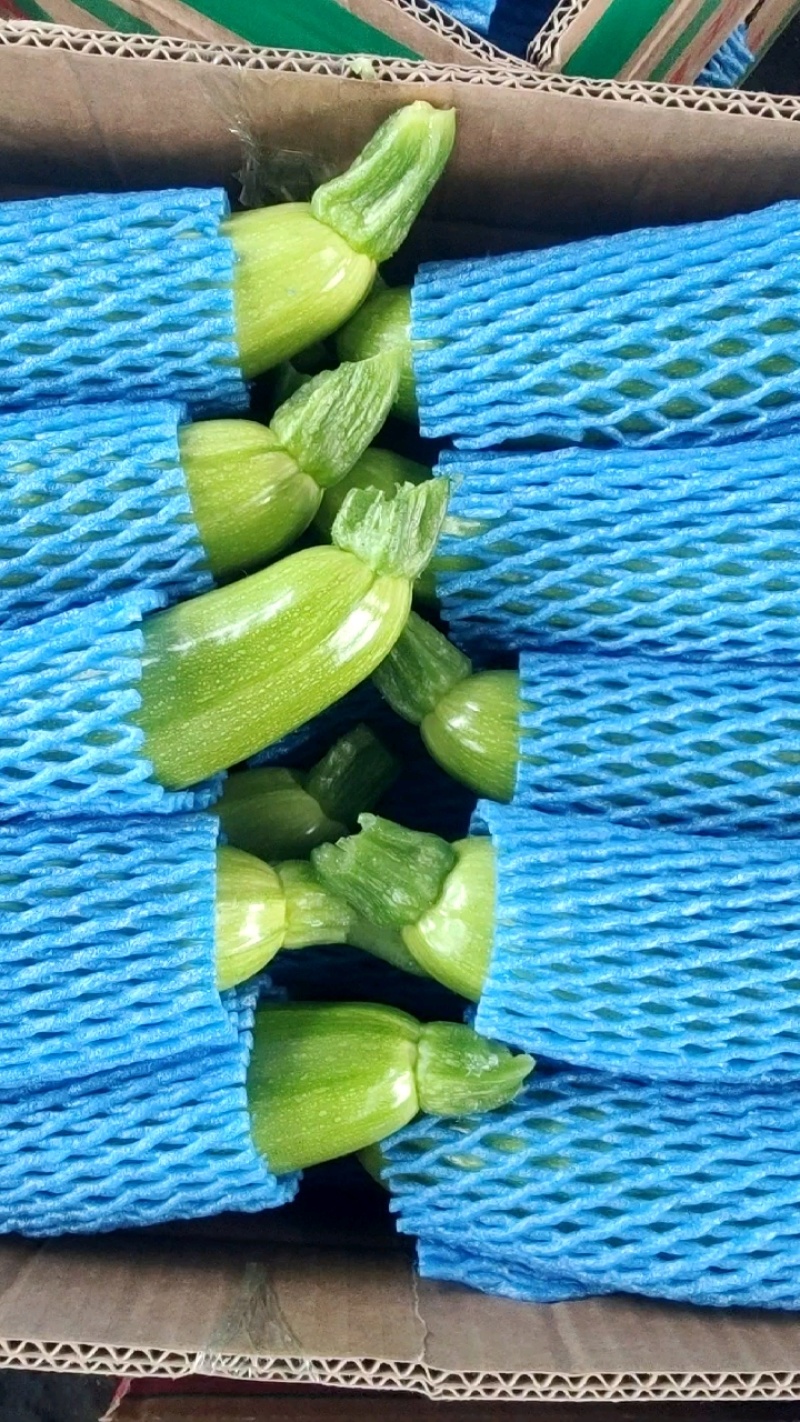 临沂西葫芦，产地果欢迎视频看货选货，价格真实