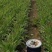 【莴笋】尖叶莴笋自家种植货量充足欢迎电话来电
