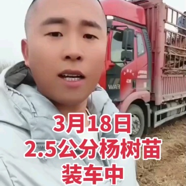 107杨树种条鲁林9号杨树种条扦插条扦插段扦插苗