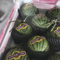 （牛）精品小糖丸西瓜2k小西瓜品质保证量大从优欢迎电联