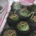（牛）精品小糖丸西瓜2k小西瓜品质保证量大从优欢迎电联