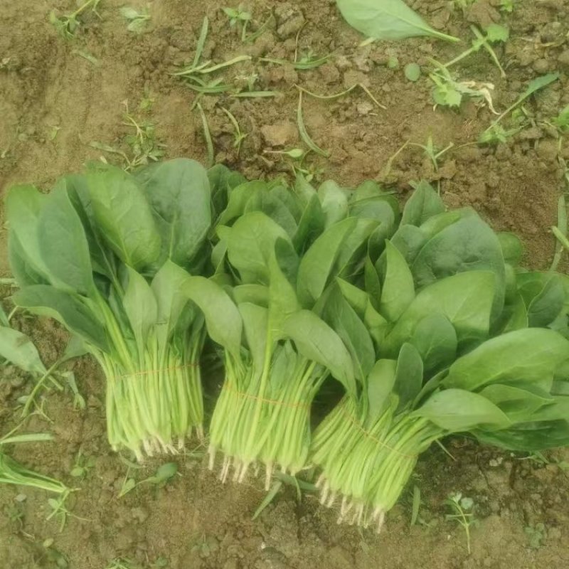 精品菠菜，大叶菠菜高杆菠菜产地供应，可对接市场商超