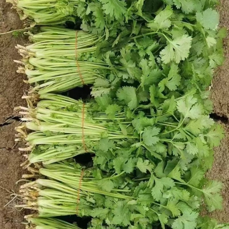 香菜，大叶小叶香菜，基地一手货源当天供应可对接市场商超电