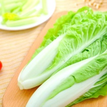 精品产地毛白菜，山东毛白菜，产地大量货源当天现挖现发