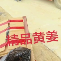 【精品】山东临沂大黄姜产地直发品质保证可视频看货