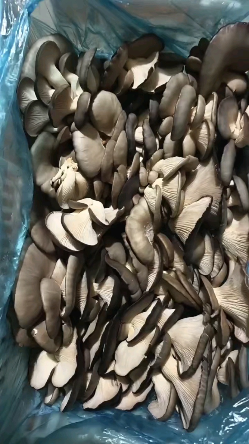 邯郸精品蘑菇鲜平菇基地直发全国发货