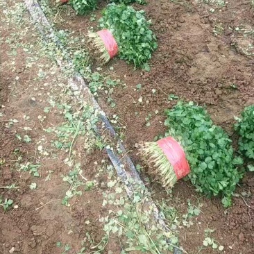 河南精品香菜大棚种植产地直供量大价优欢迎咨询