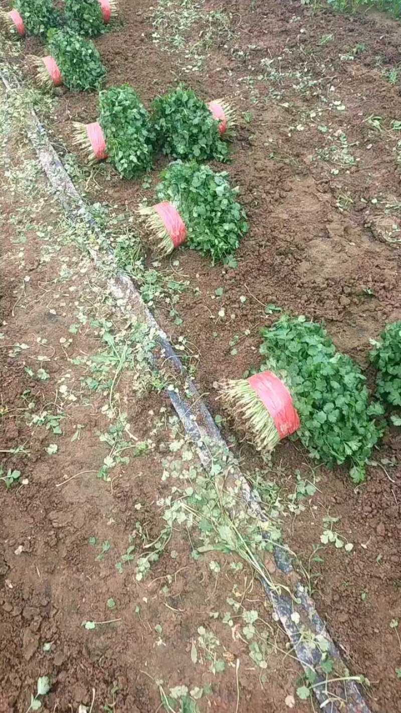 河南精品香菜大棚种植产地直供量大价优欢迎咨询
