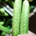 四川小黄瓜，燕白黄瓜，水果黄瓜大量供应。货源充足