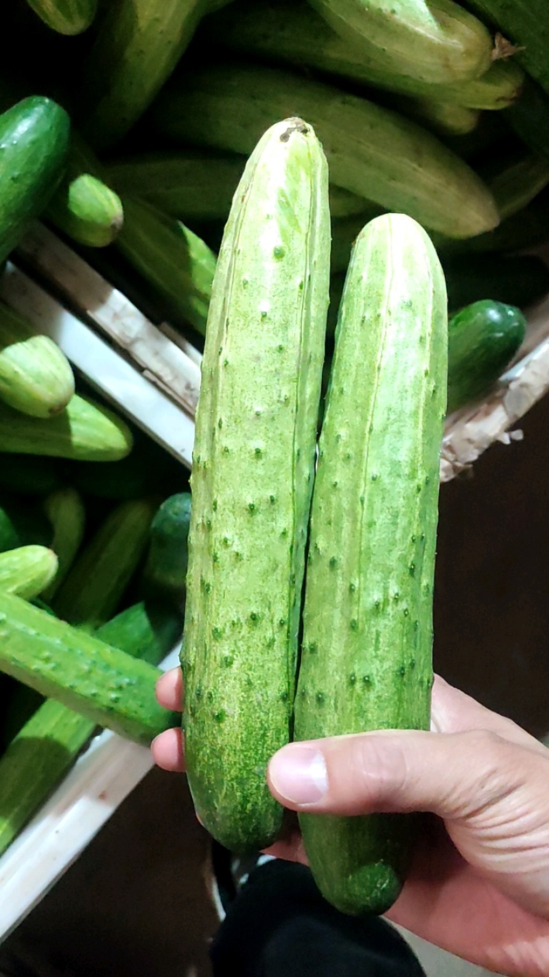 四川小黄瓜，燕白黄瓜，水果黄瓜大量供应。货源充足