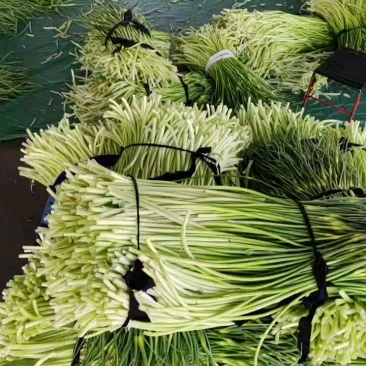 湖北精品白帽蒜薹大量上市对接各大电商批发市场欢迎全国老板联系