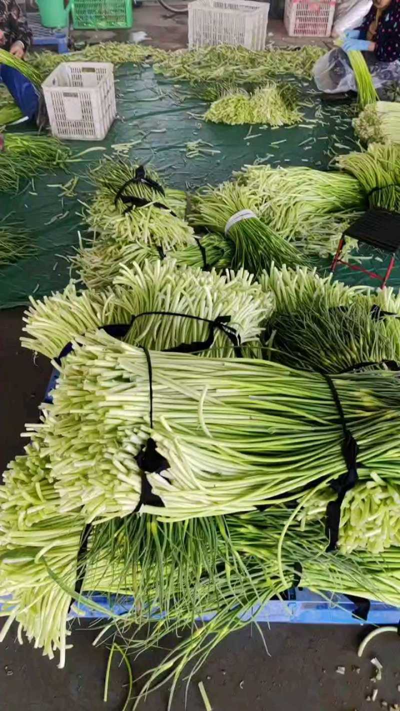 湖北精品白帽蒜薹大量上市对接各大电商批发市场欢迎全国老板联系