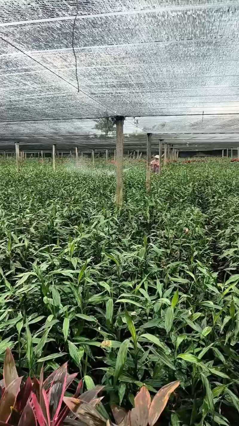 精品大叶竹红竹大中小基地直供诚信经营量大价优欢迎老板采购