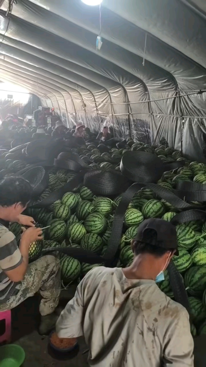 云南美都西瓜