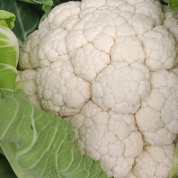 【陕西汉中菜花】乳白紧花产地直供商超加工保正质量全国发货