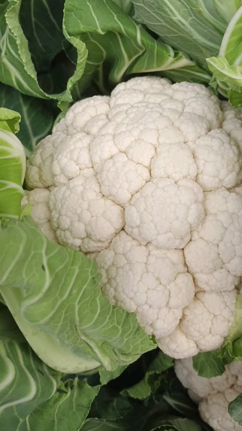 【陕西汉中菜花】乳白紧花产地直供商超加工保正质量全国发货