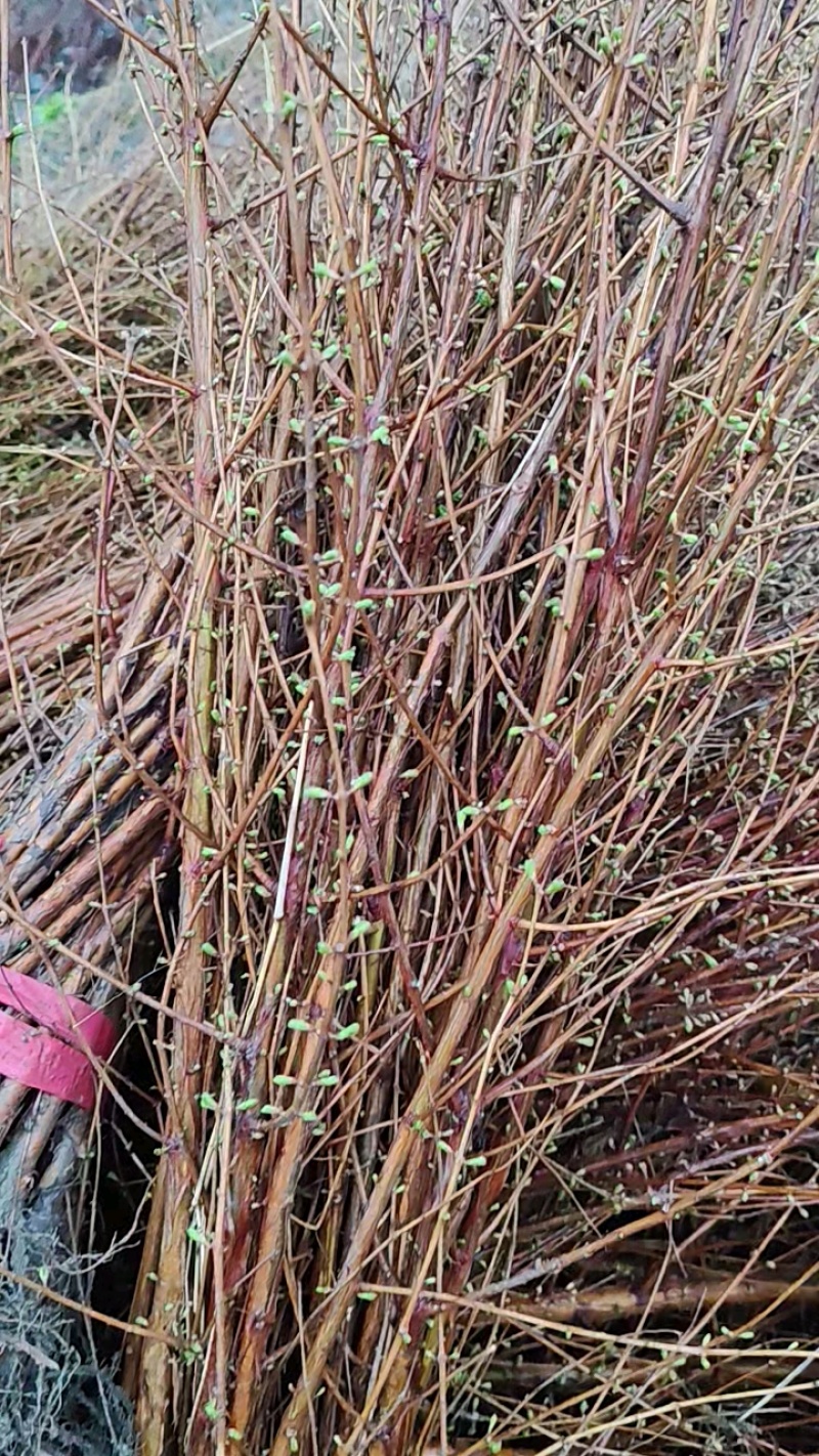 水杉苗，水杉树苗，1～3年苗，苗高60-3米