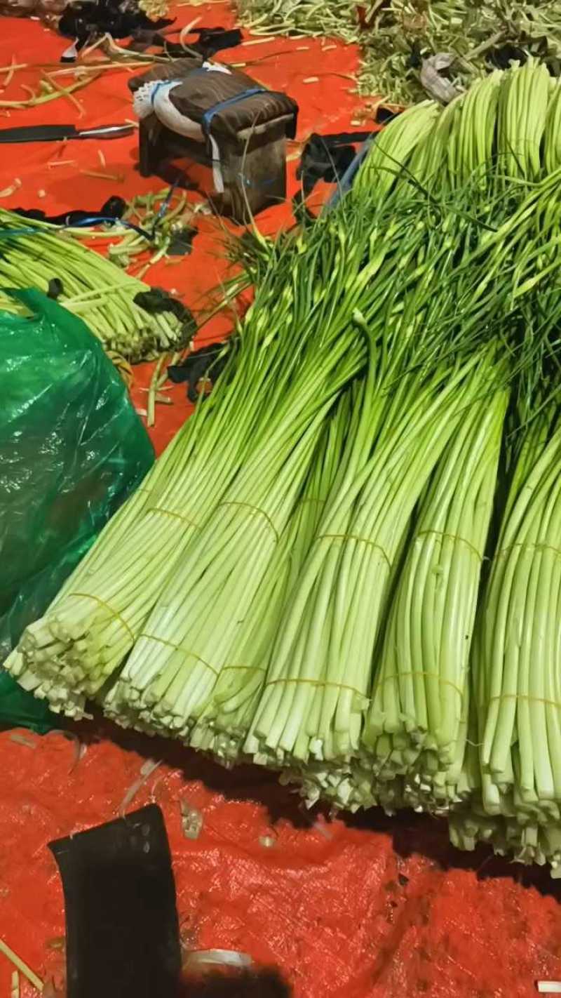 蒜苔，白帽蒜薹，产地一条龙服务，量大从优，欢迎订购