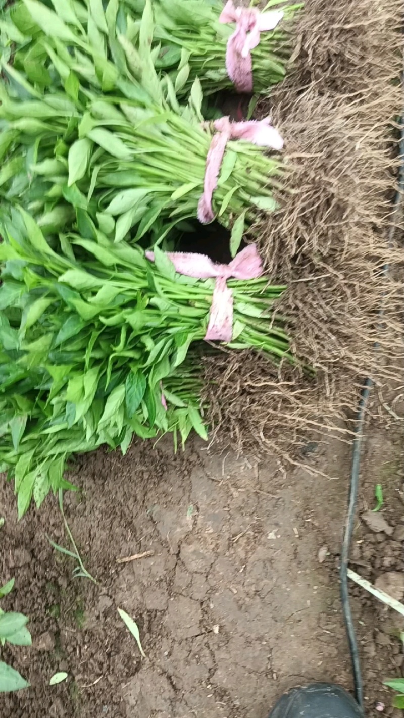精品黑线椒苗黄线椒苗包邮品种纯正齐全成活率高免费技术
