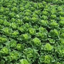 【生菜】意大利生菜5两~6两，基地直供，可视频看货