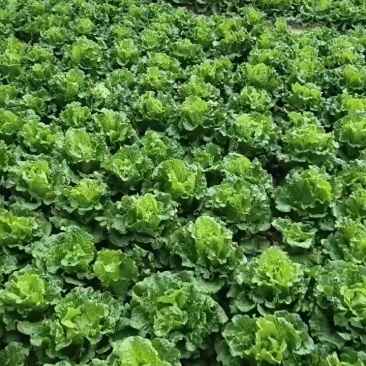【生菜】意大利生菜5两~6两，基地直供，可视频看货