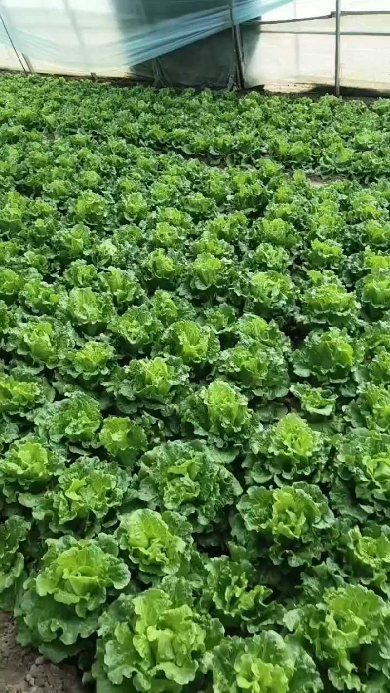 【生菜】意大利生菜5两~6两，基地直供，可视频看货