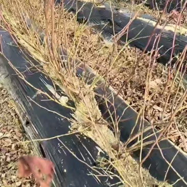 蓝莓苗北方品种1年苗，带花苞，上车6块。数量不多