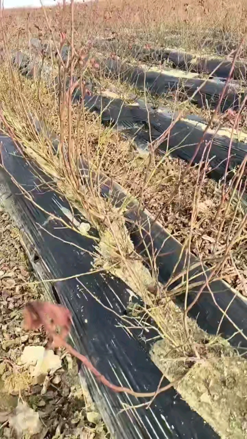 蓝莓苗北方品种1年苗，带花苞，上车6块。数量不多