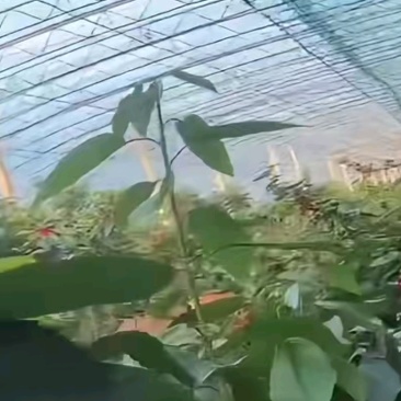 现摘美早大樱桃