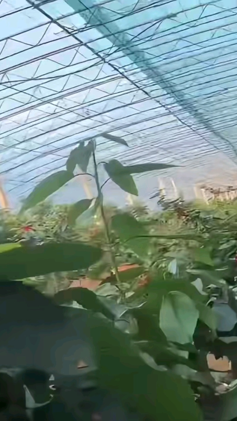 现摘美早大樱桃