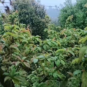 晚熟蜂糖李子苗，苗圃直发，纯甜无酸味，爽口含糖量18至22%